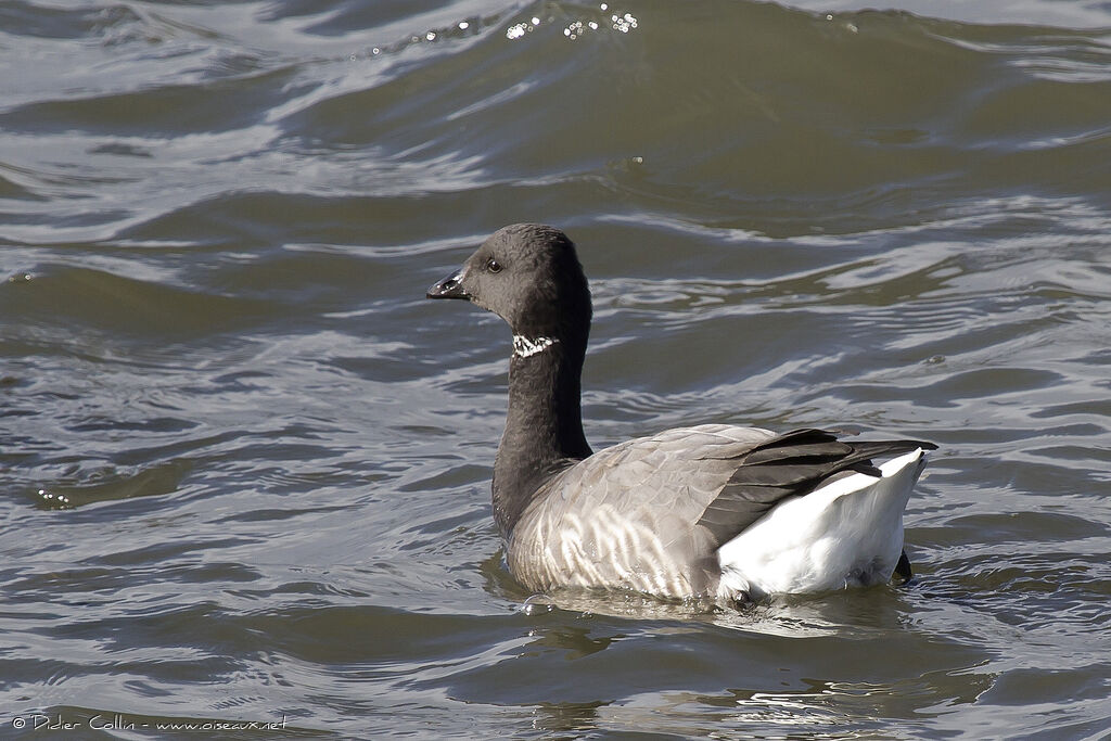 Brant Goose, identification