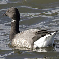 Brant Goose