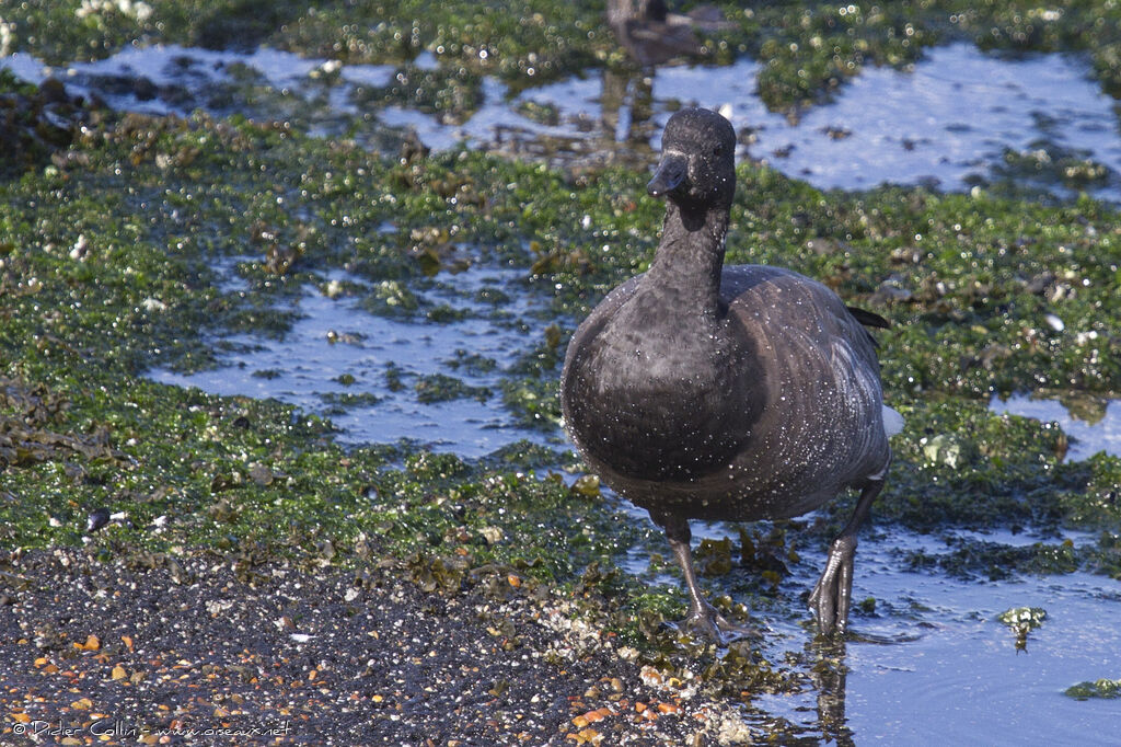 Brant Goose, identification