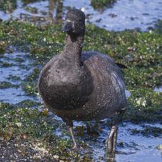 Brant Goose