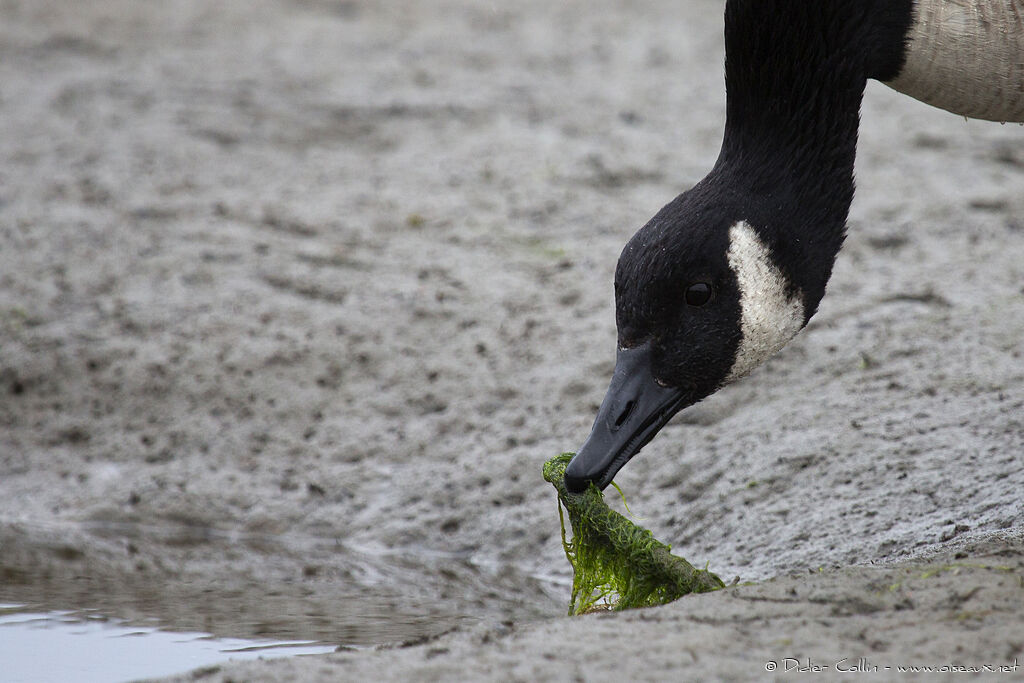 Canada Gooseadult, feeding habits, Behaviour