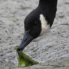 Canada Goose