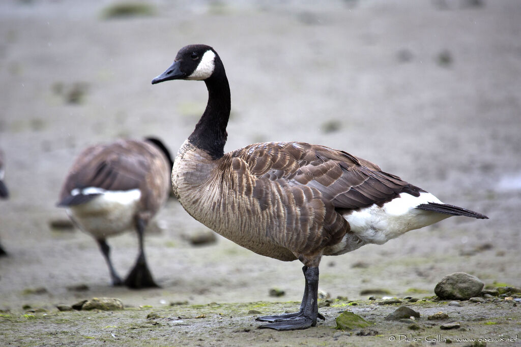 Canada Gooseadult, identification