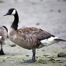 Canada Goose