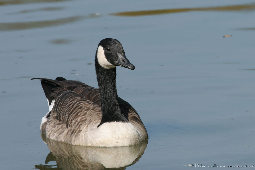 Canada Goose, identification