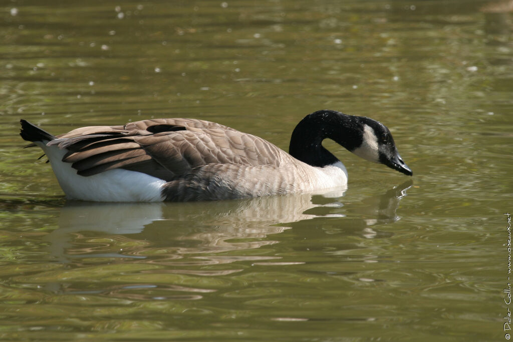 Canada Goose