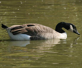 Canada Goose