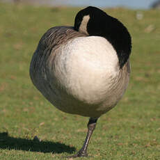 Canada Goose