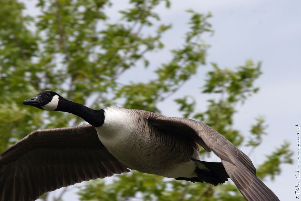 Canada Gooseadult, Flight