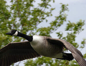 Canada Goose