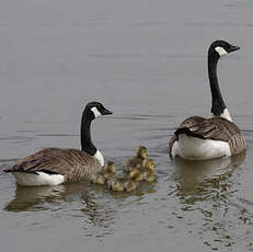 Canada Goose