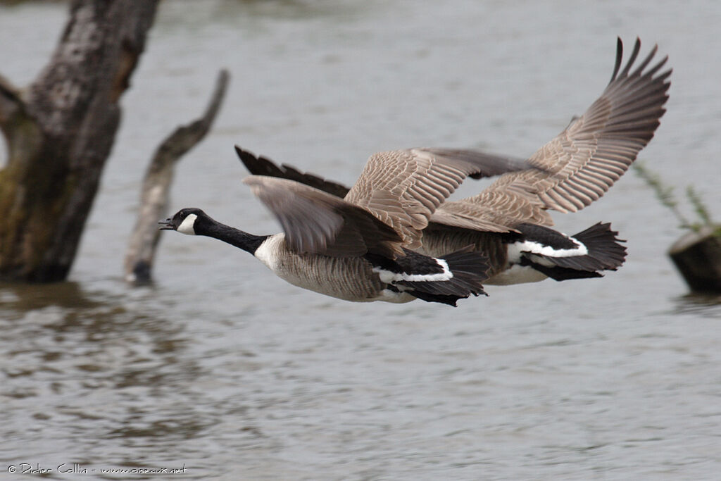 Canada Goose, Flight