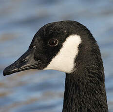 Canada Goose