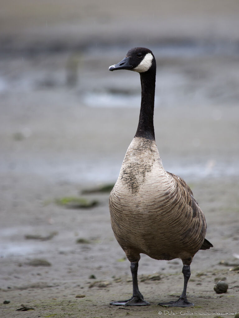 Canada Gooseadult