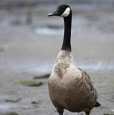 Canada Goose