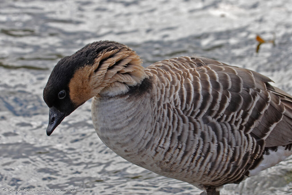 Nene, identification