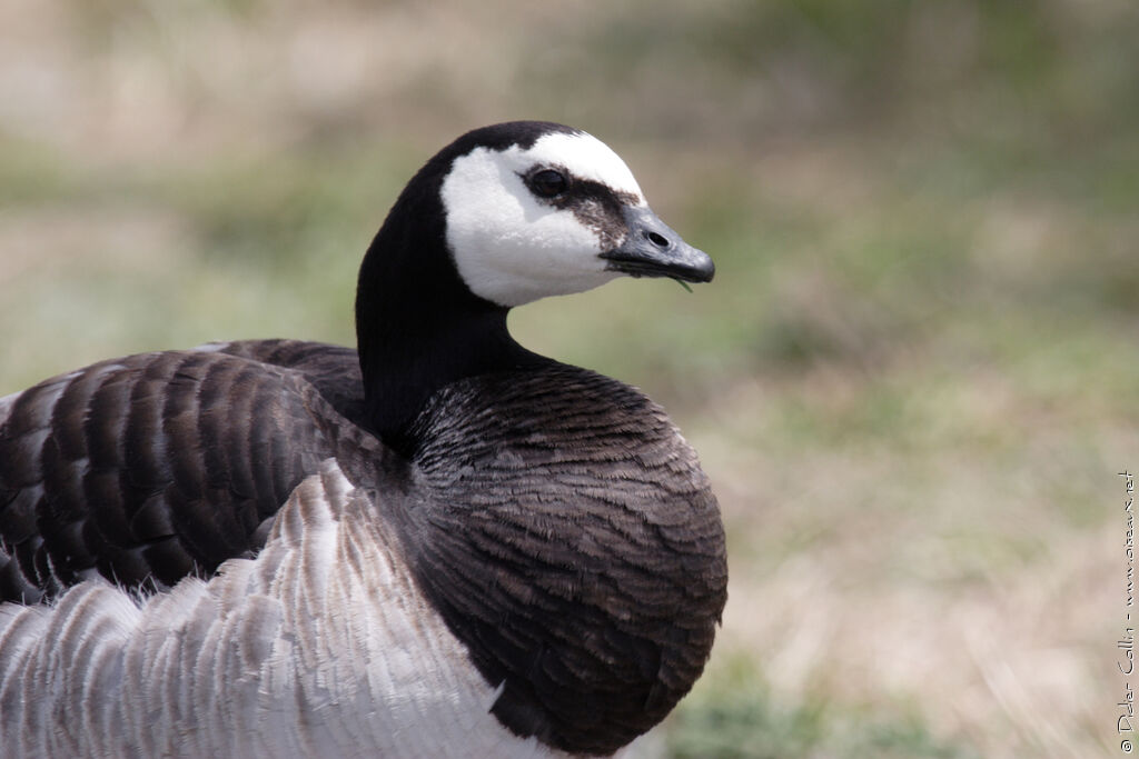 Barnacle Goose