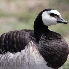 Barnacle Goose