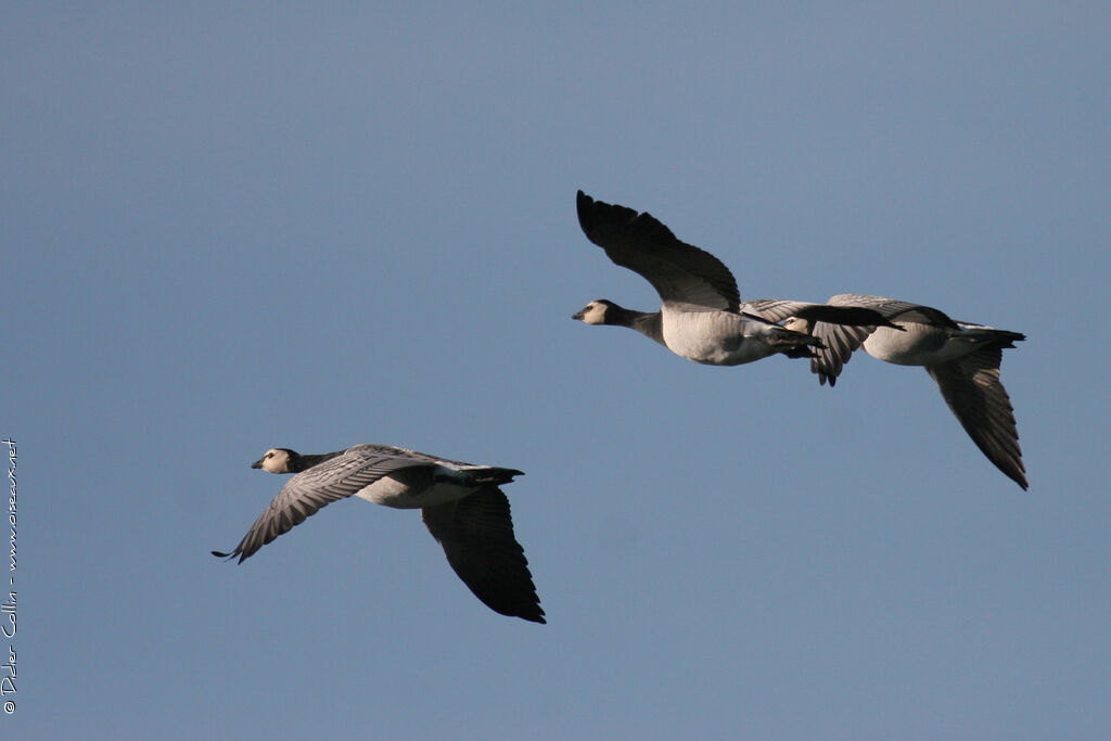 Barnacle Goose, Flight