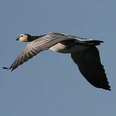 Barnacle Goose