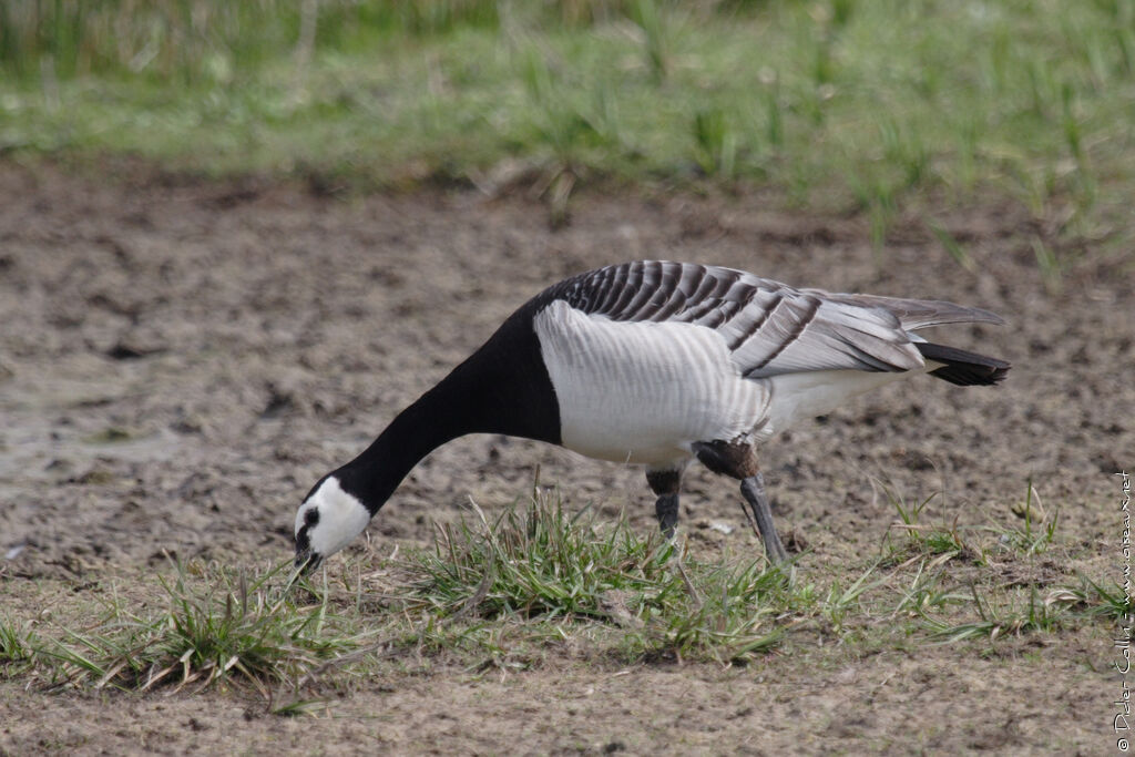 Barnacle Goose