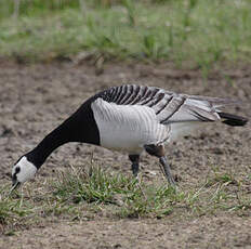 Barnacle Goose