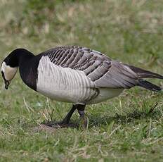 Barnacle Goose