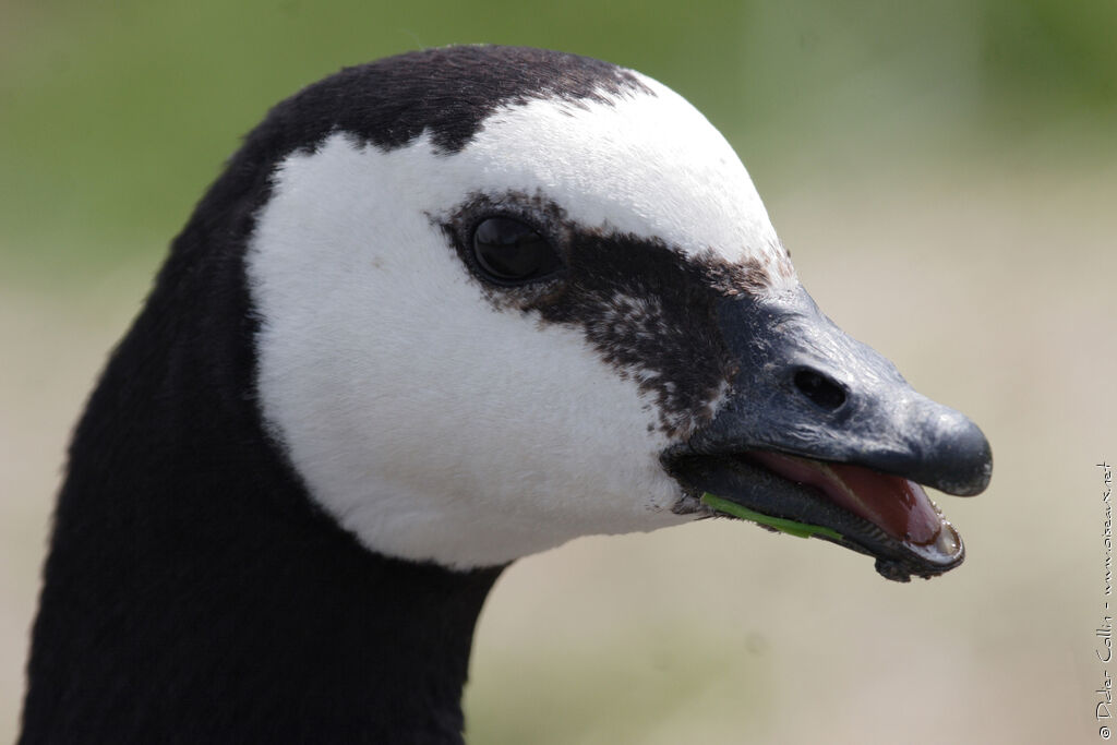 Barnacle Gooseadult, close-up portrait