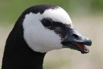 Barnacle Goose