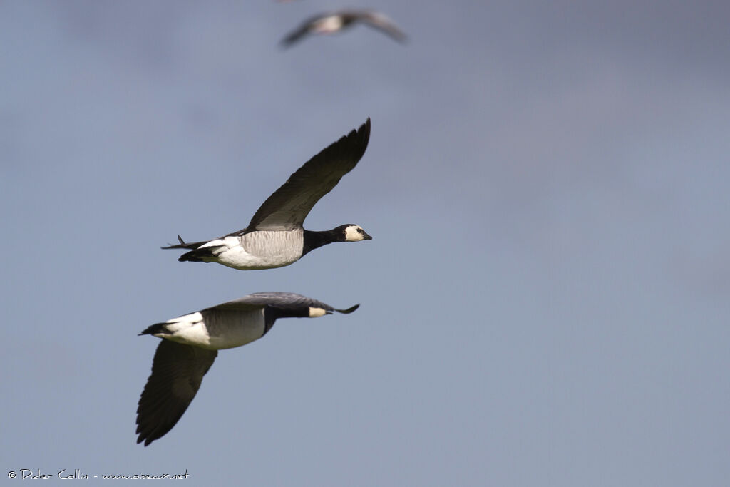 Barnacle Goose