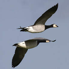 Barnacle Goose