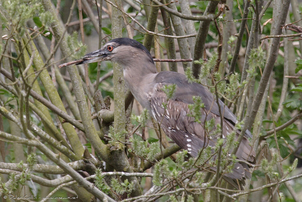 Bihoreau gris