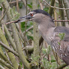 Black-crowned Night Heron