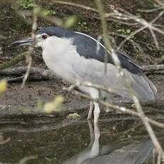 Black-crowned Night Heron