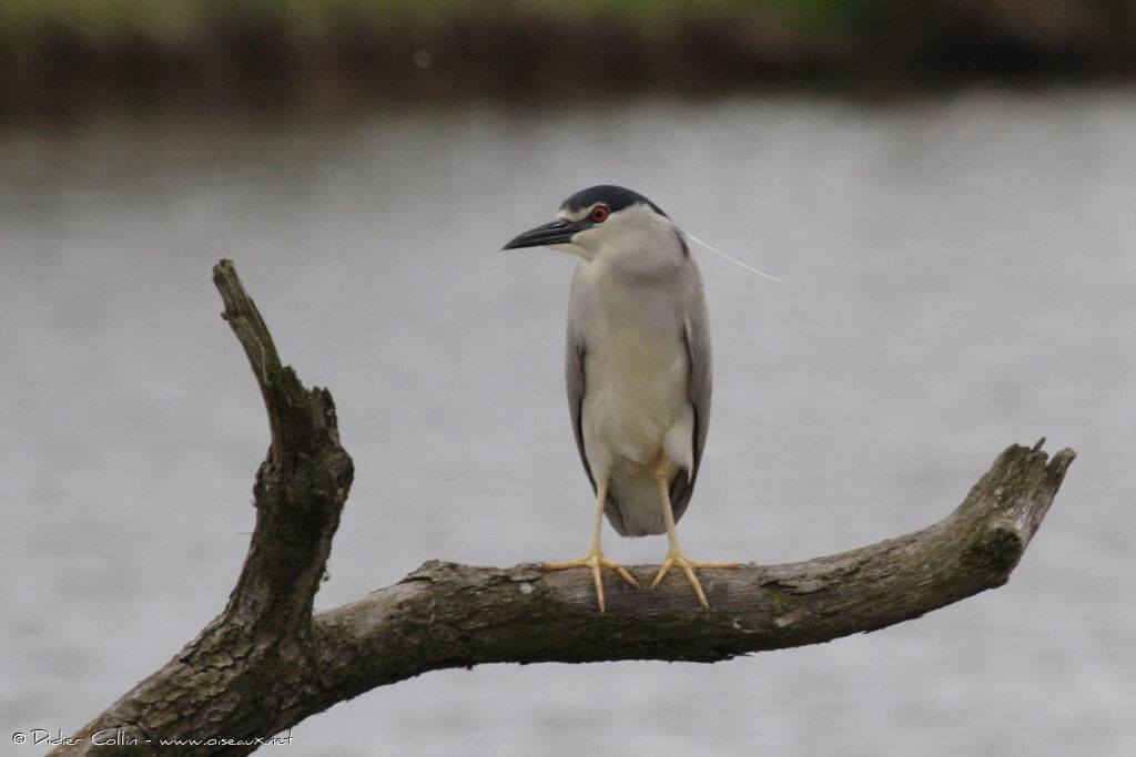 Black-crowned Night Heron