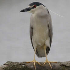 Black-crowned Night Heron