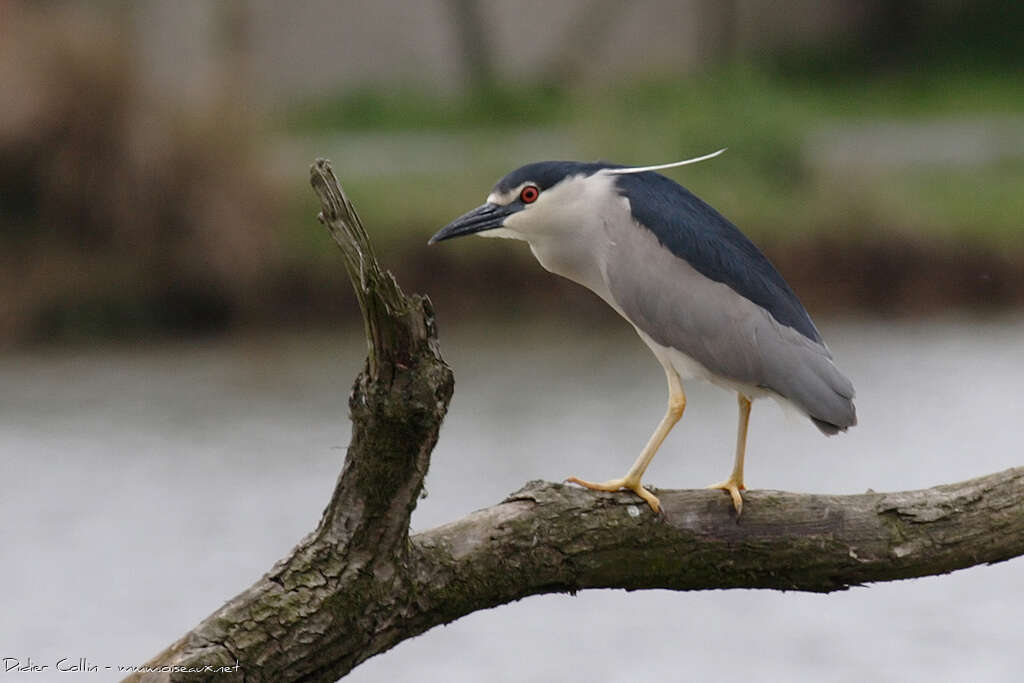 Black-crowned Night Heronadult breeding, identification