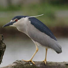 Black-crowned Night Heron