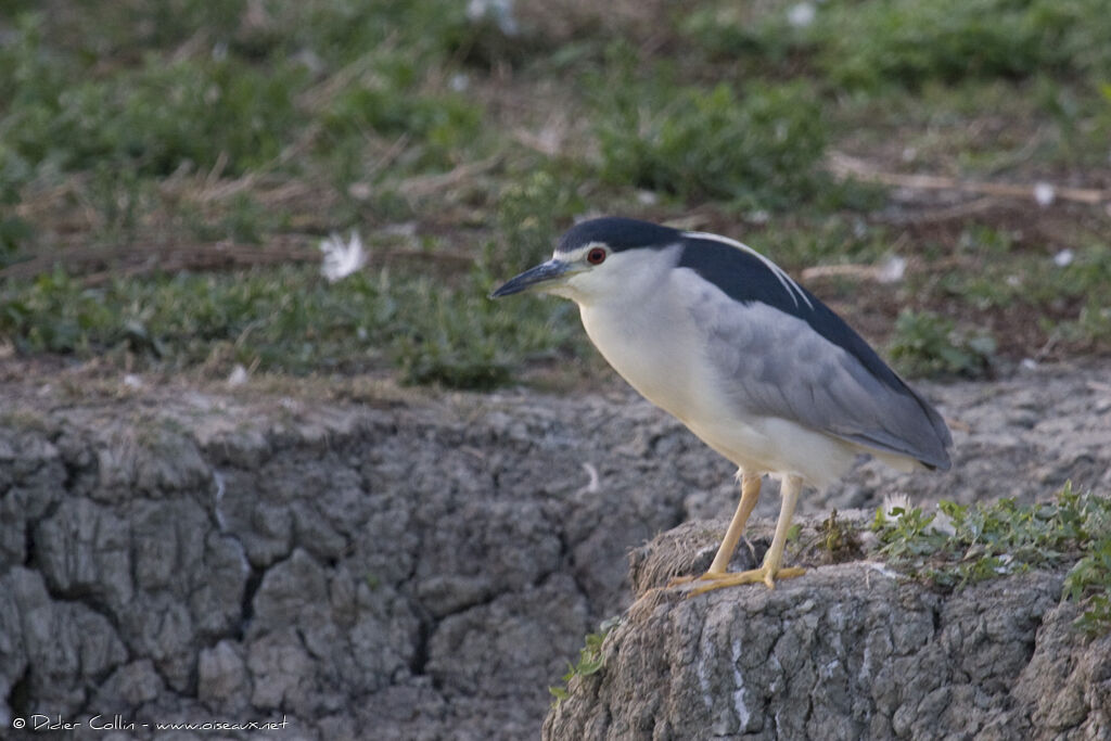 Black-crowned Night Heron, identification