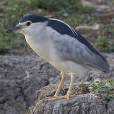 Black-crowned Night Heron