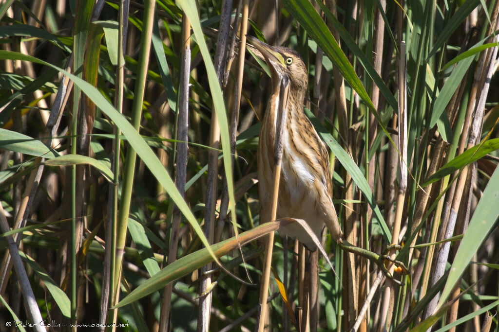 Little Bitternjuvenile, Behaviour