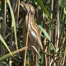 Little Bittern