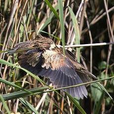 Little Bittern