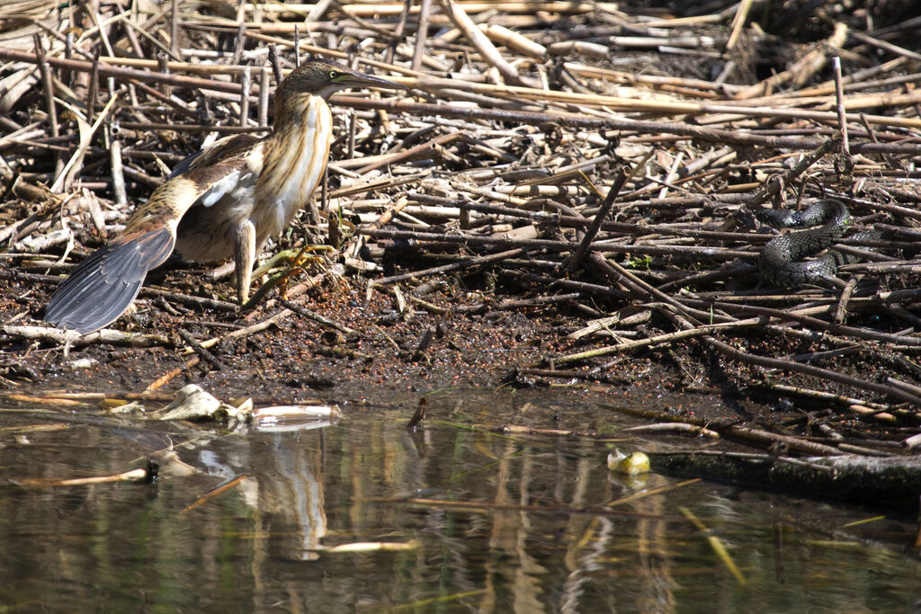 Little Bittern female juvenile, Behaviour