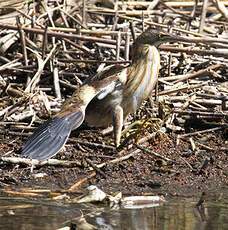 Little Bittern