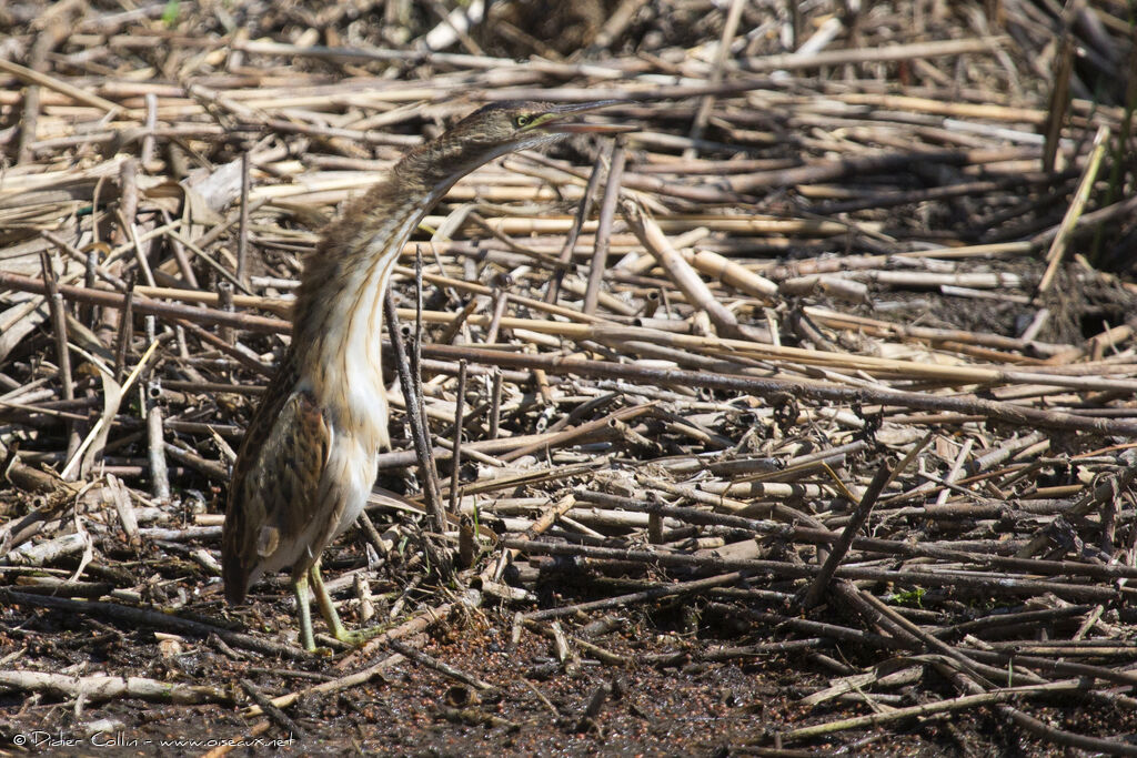 Little Bittern female juvenile, Behaviour