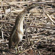 Little Bittern