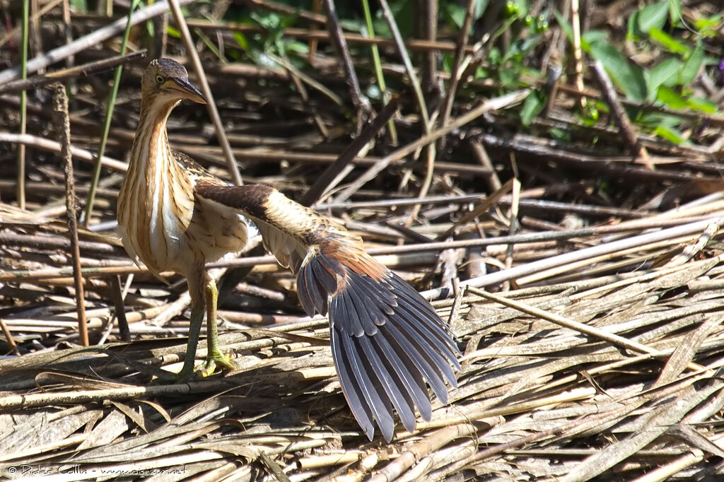 Little Bittern female juvenile, Behaviour