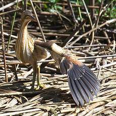 Little Bittern