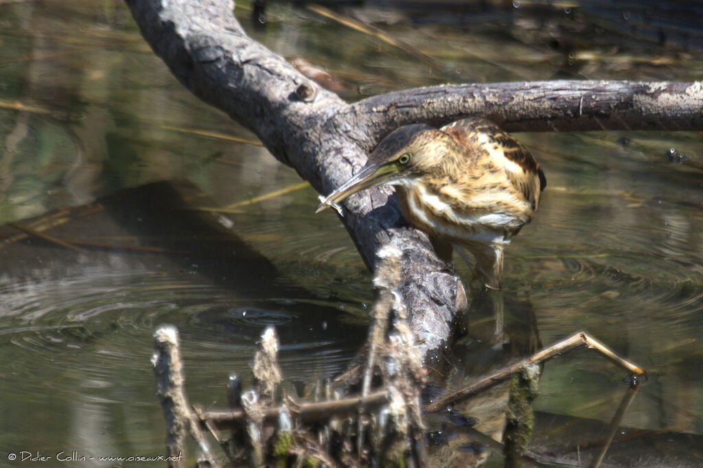 Little Bittern female juvenile, feeding habits, Behaviour